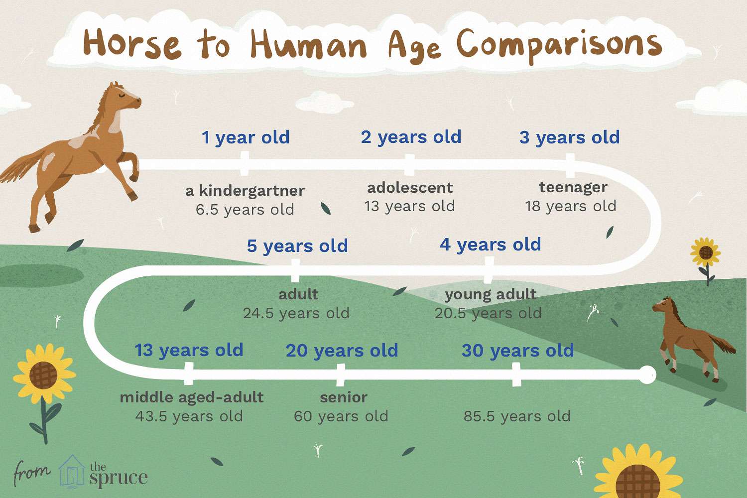 Age Of A Horse