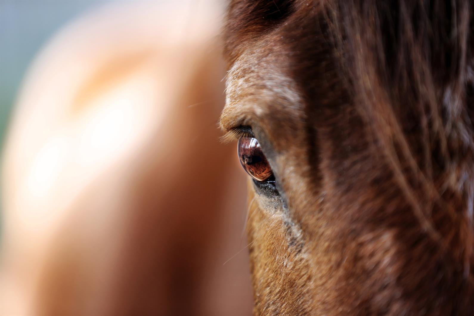 Alternatives To Blinding Horses