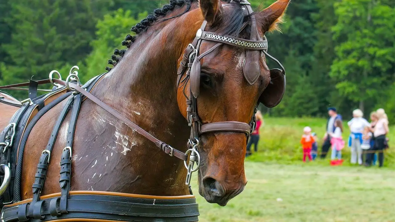 Alternatives To Covering Horses' Eyes