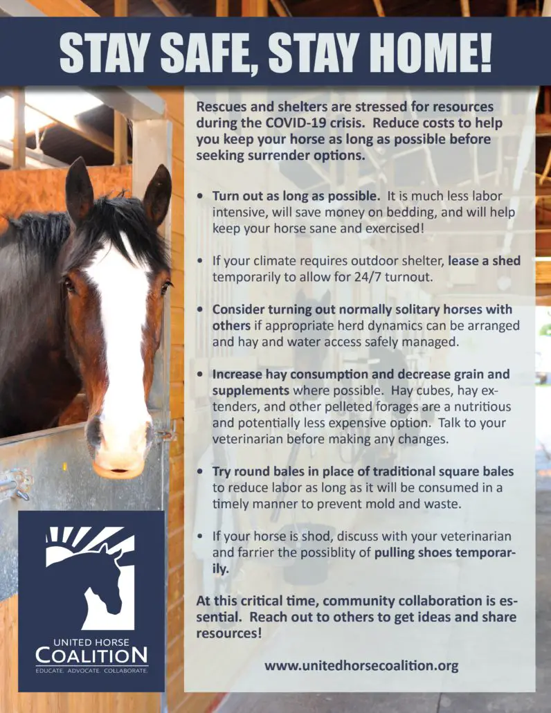 Vet Bills For Horses