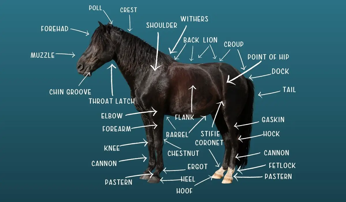 Anatomy Of A Horse Chestnut