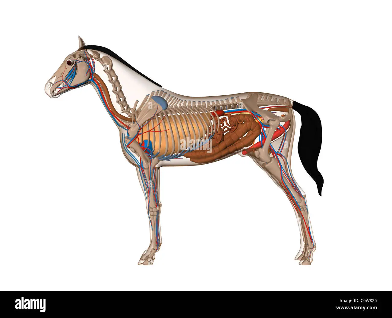 Anatomy Of A Horse Penis