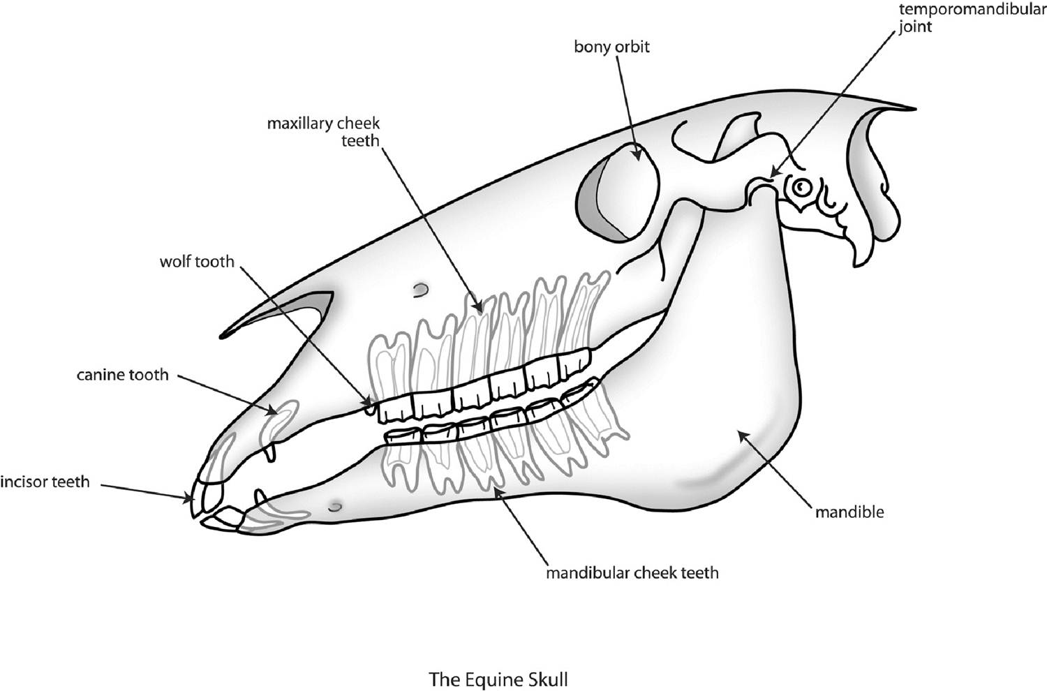Anatomy Of A Horse’S Mouth