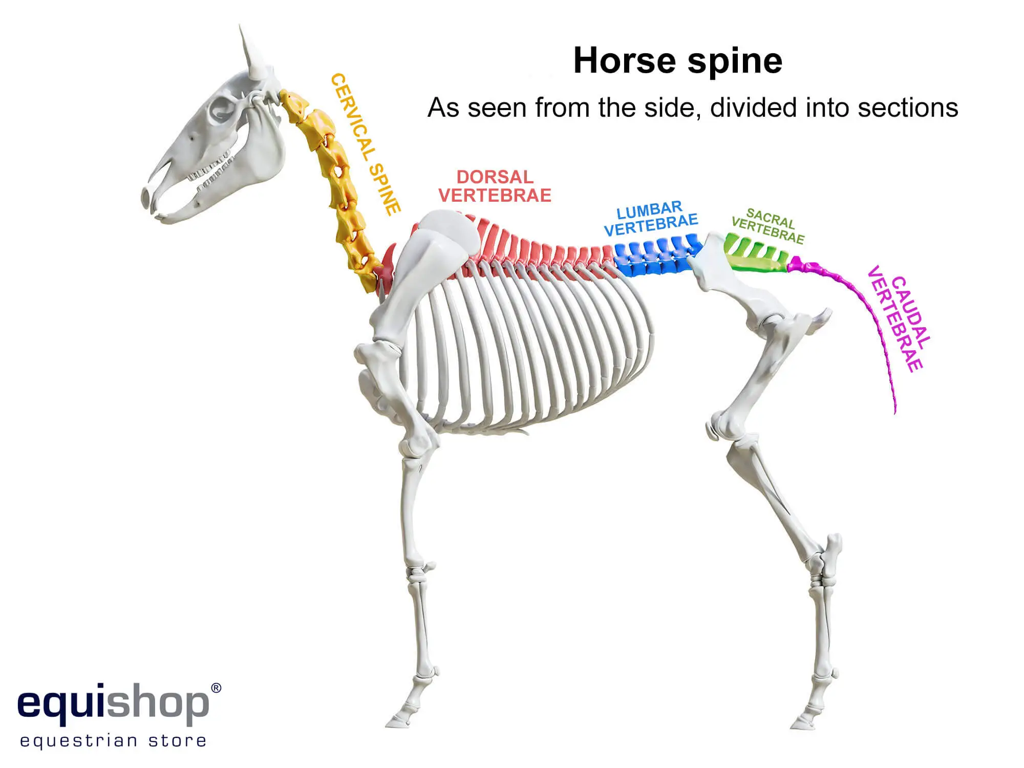 Anatomy Of A Horse'S Spine
