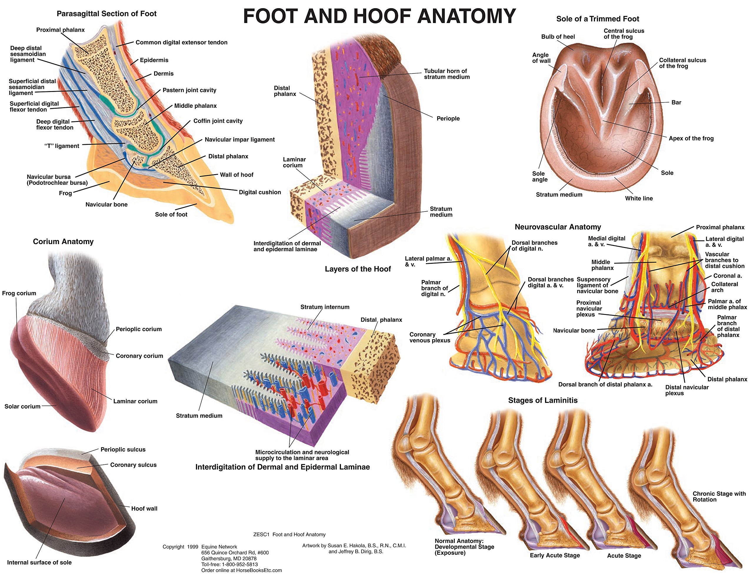 Anatomy Of The Horse'S Foot