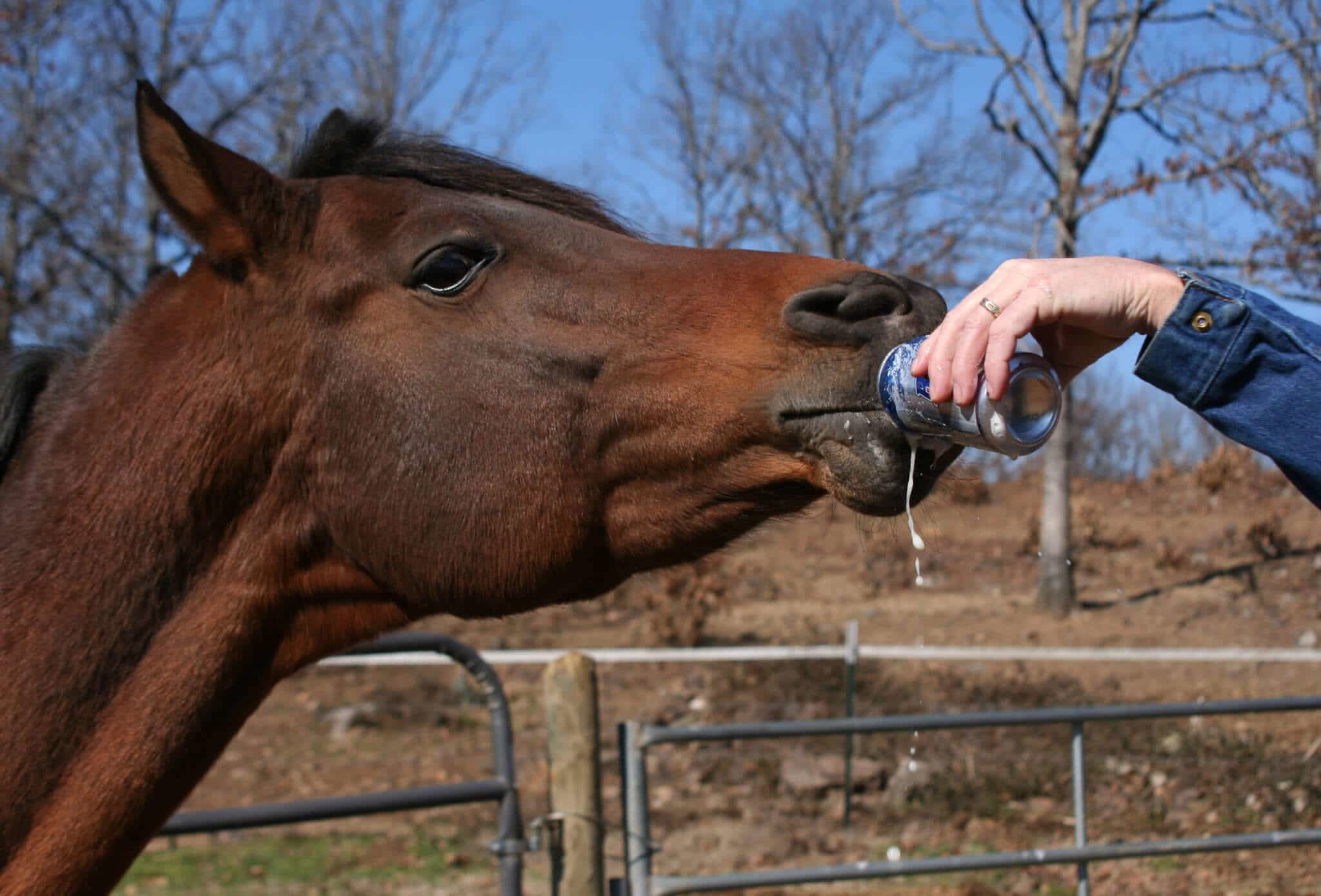 Benefits Of Beer For Horses