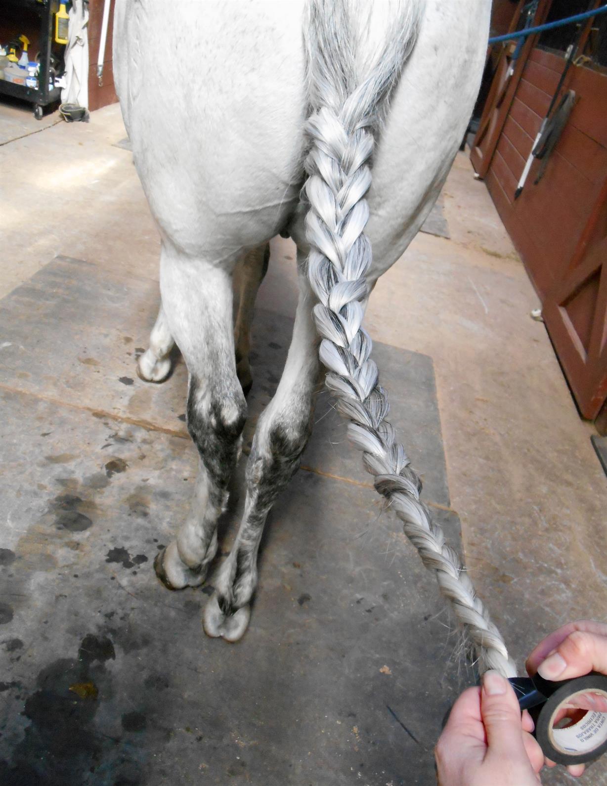 Why Do They Cut Horses' Tails? Discover the Surprising Reasons Behind