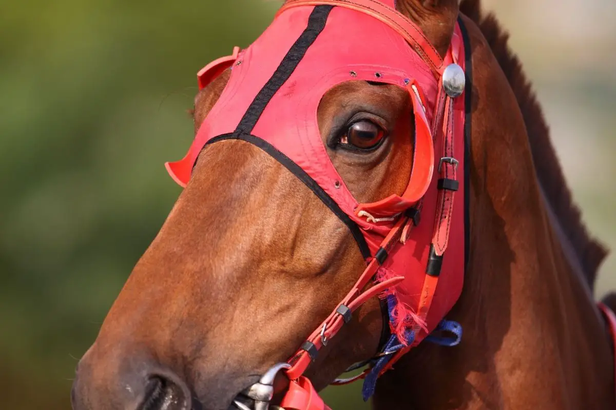 Benefits Of Horse Blinders