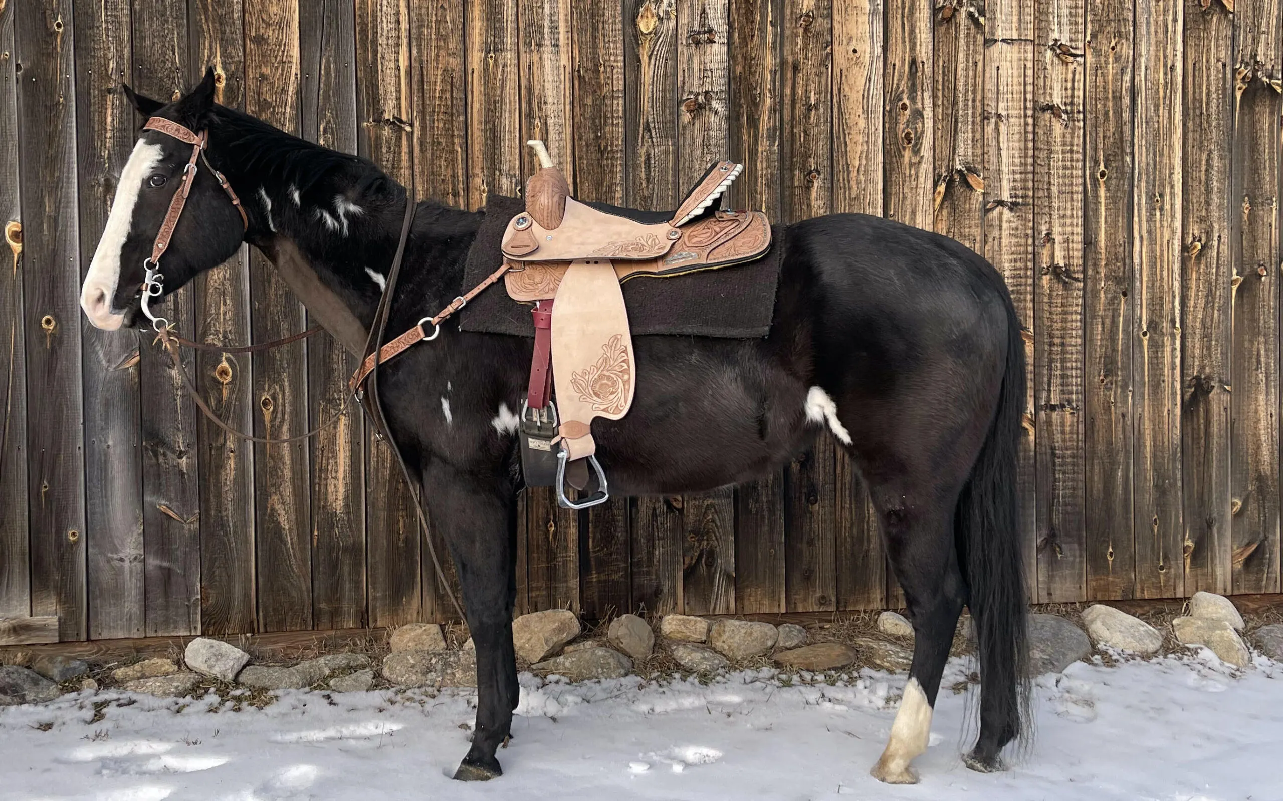 horse-saddle-cost-guide-compare-prices-at-horse-care-advisor