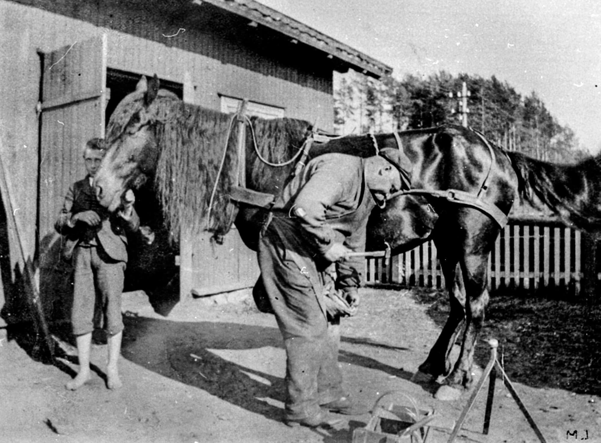 Breeding And Training Of Viking Horses