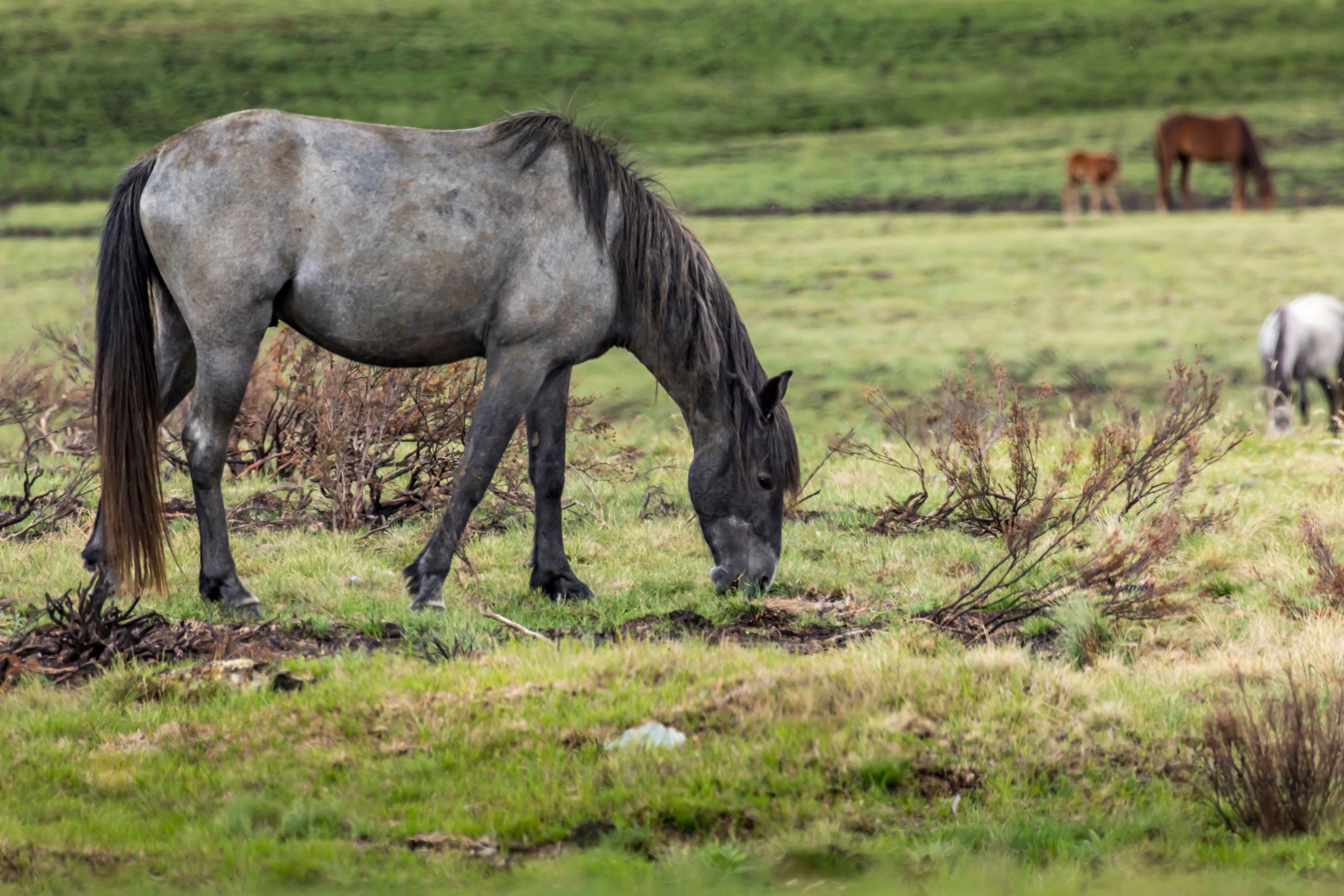 Breeding And Uses Of Brumby Horses