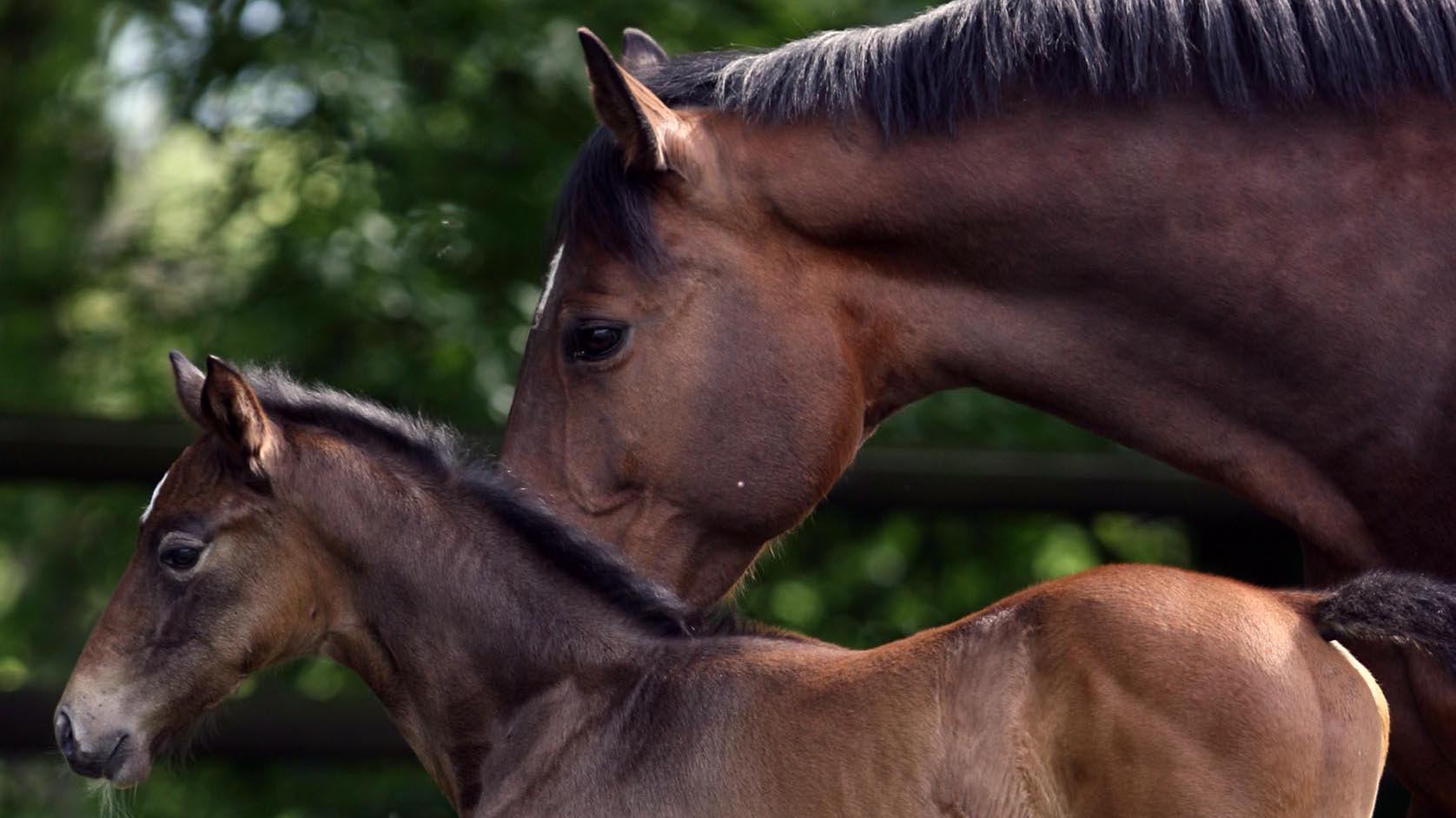 What Is A Male And Female Horse Called