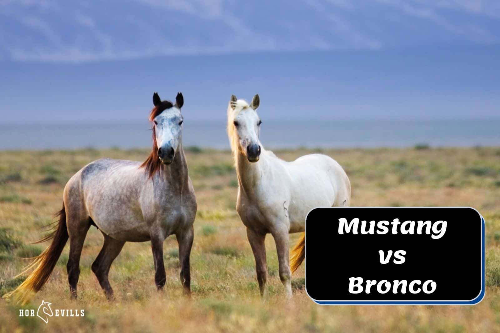 Breeds Of Bronco Horse