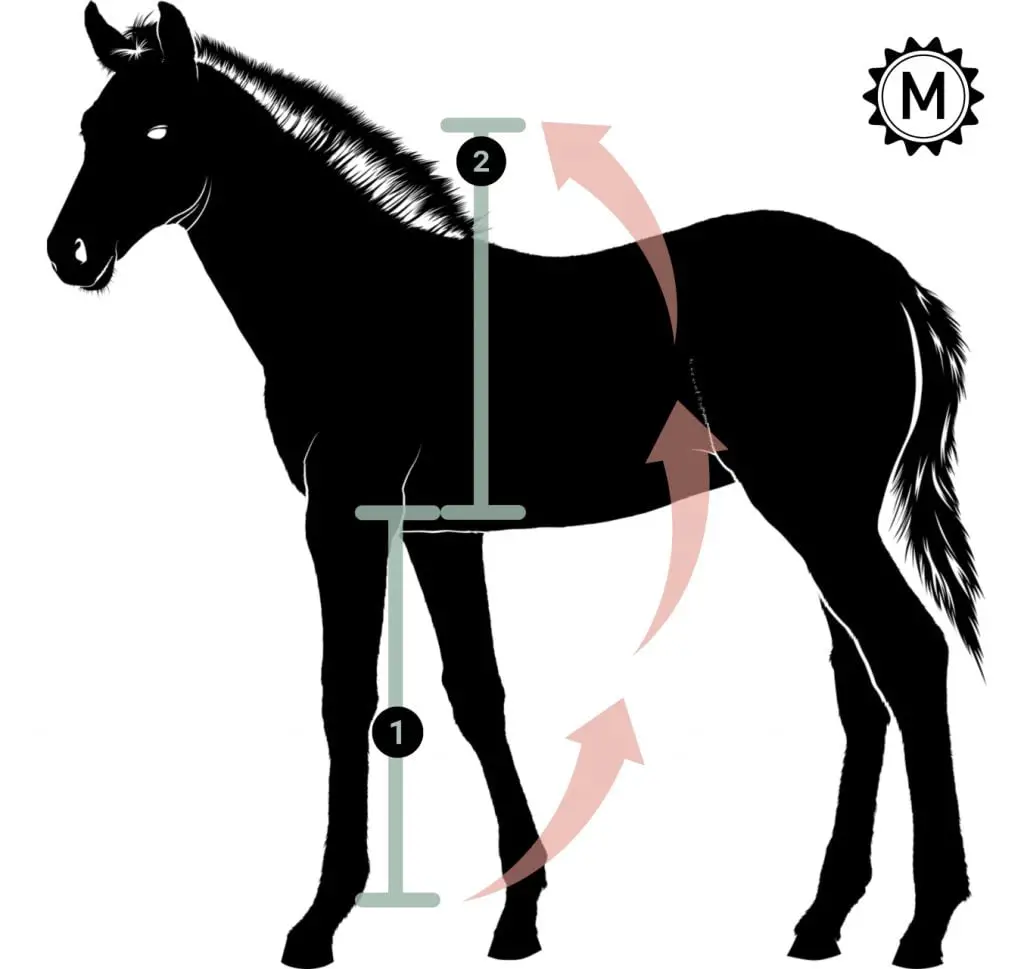 find-out-how-tall-your-horse-will-grow-with-this-easy-to-use-calculator