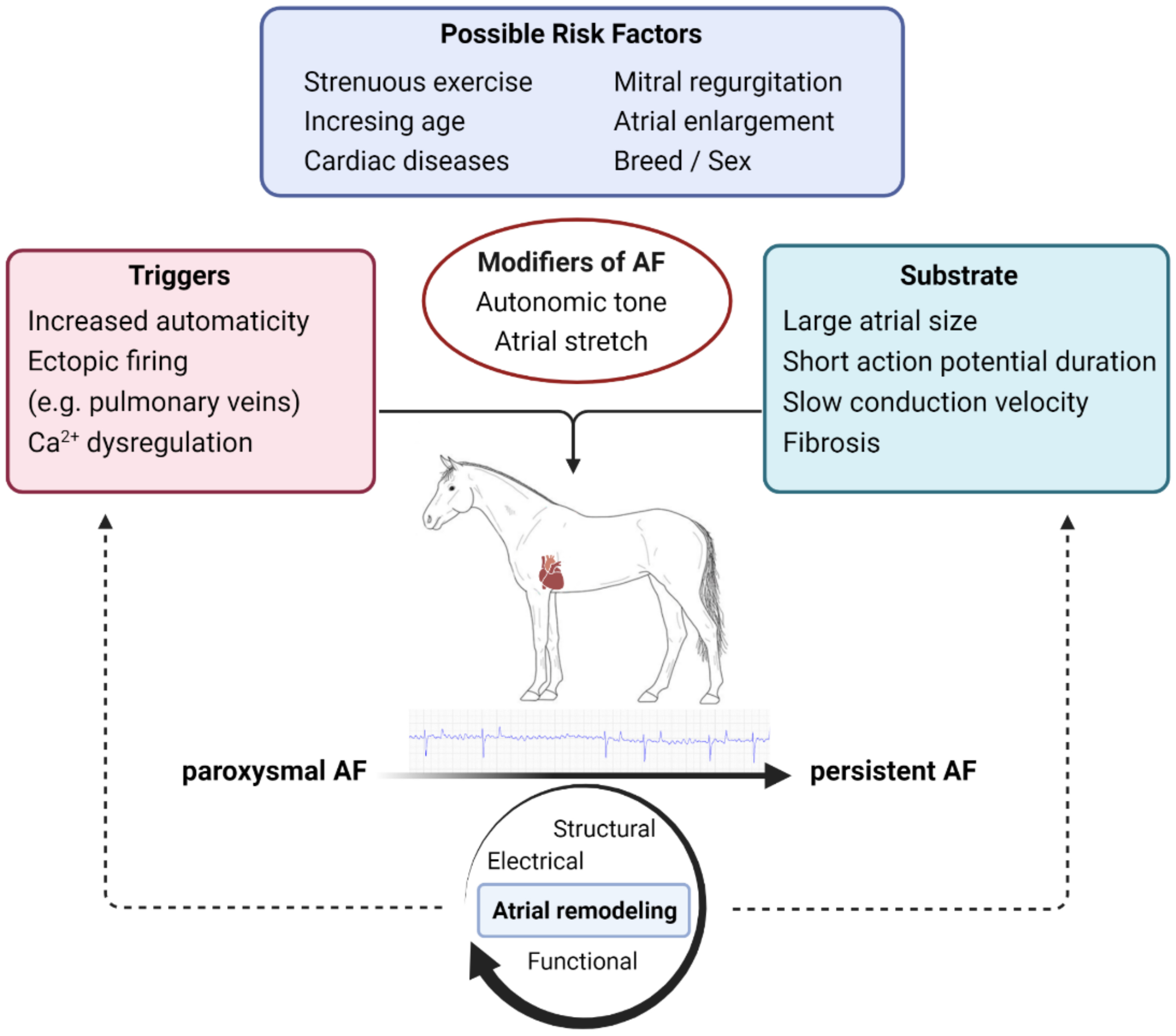 Uncovering The Size Of A Horses Heart A Fascinating Look Into Equine