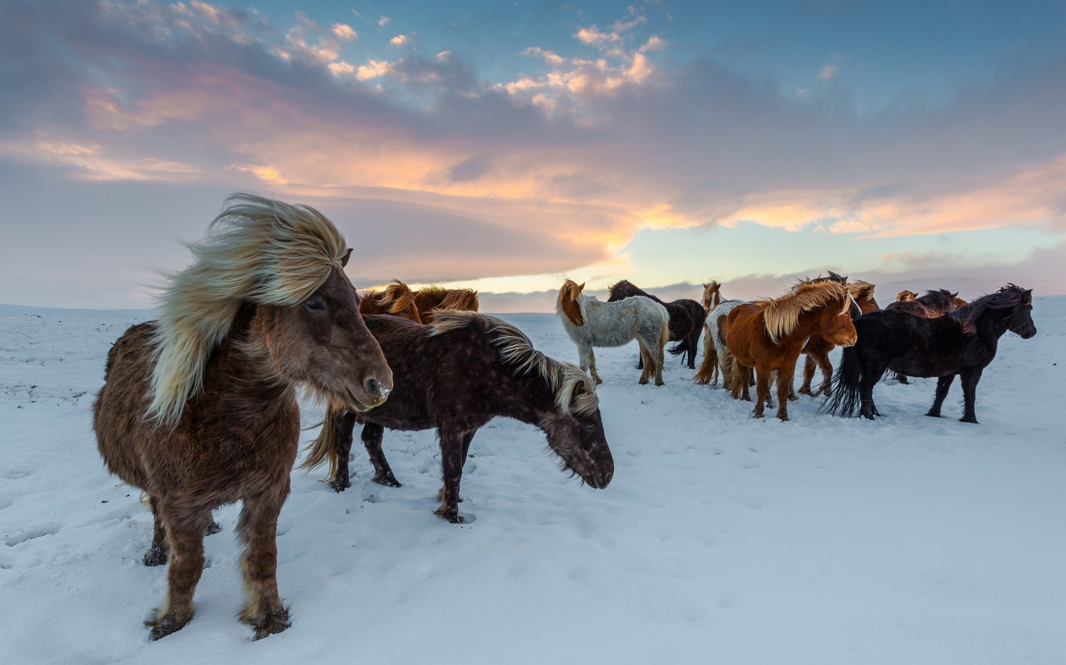 Care And Maintenance Of Viking Horses