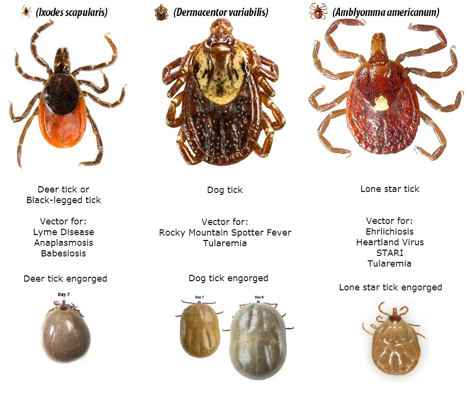 different kinds of ticks        
        <figure class=