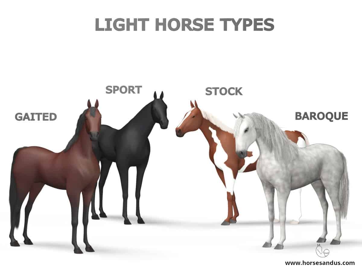 Characteristics Of Horses Suitable For The Olympics