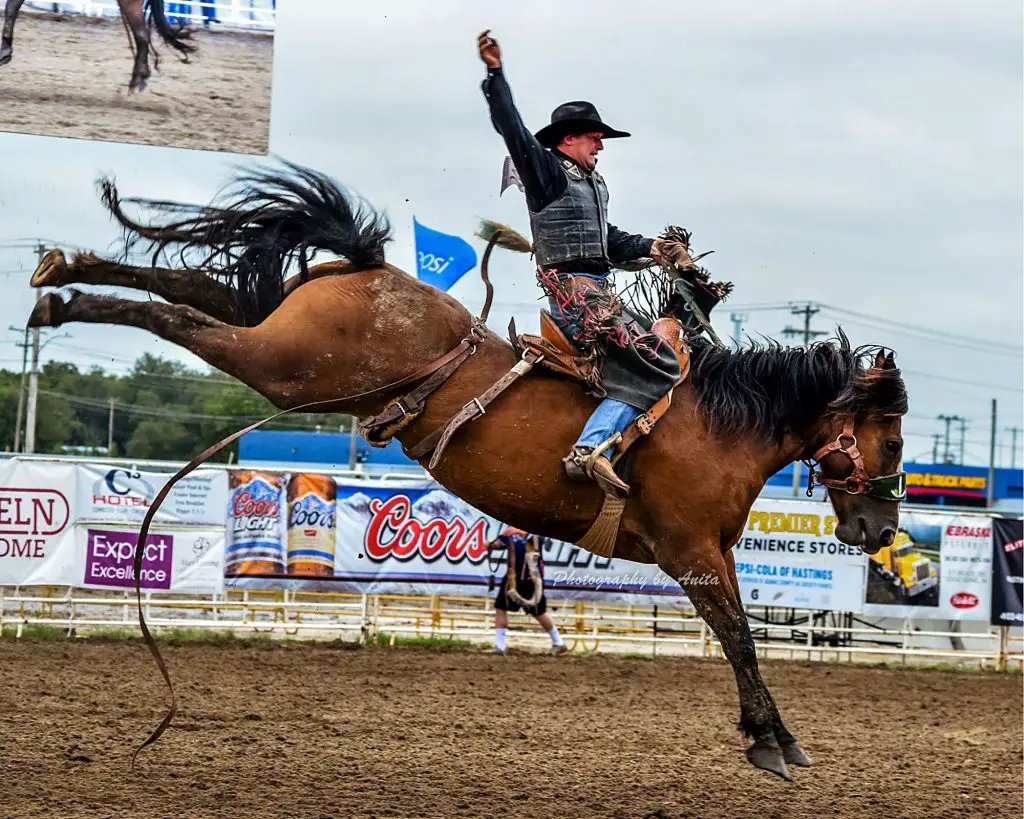 Characteristics Of The Bronco Horse