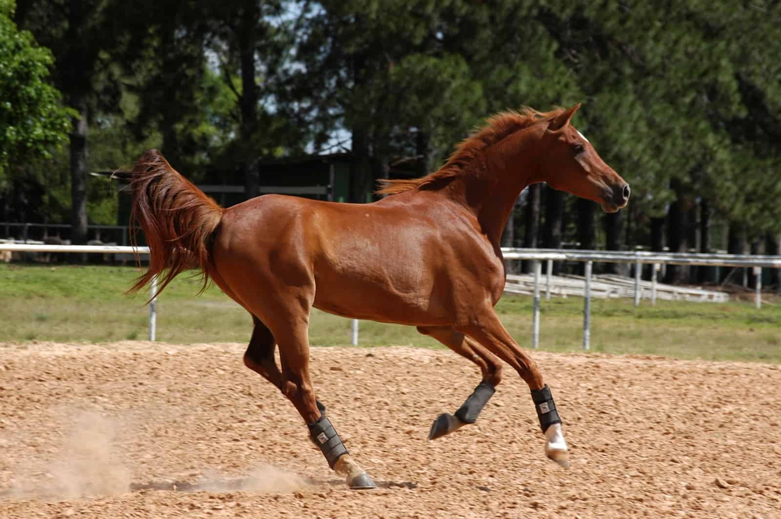 Color Considerations For Bay Horses