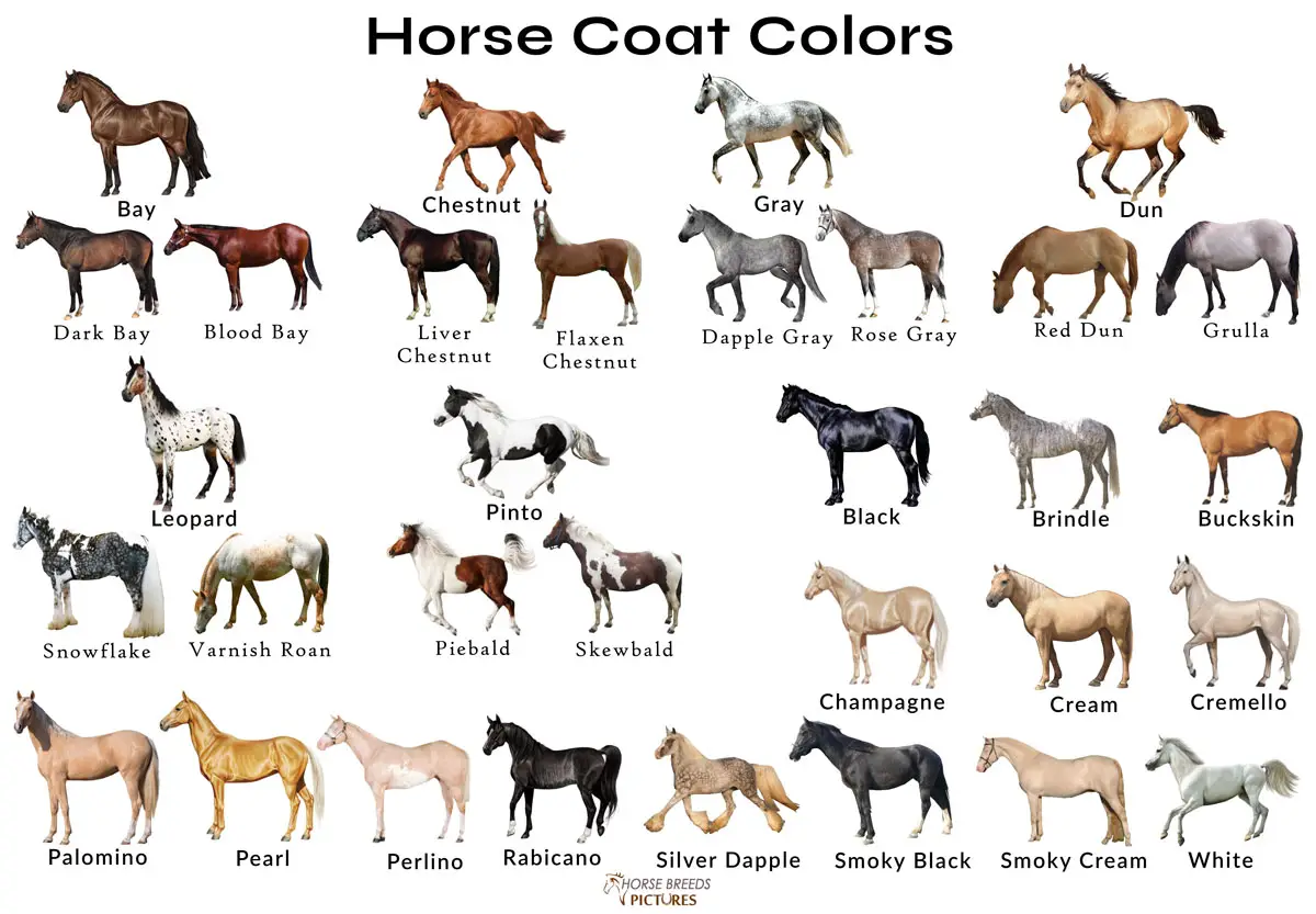 Common Colors For Bay Horses