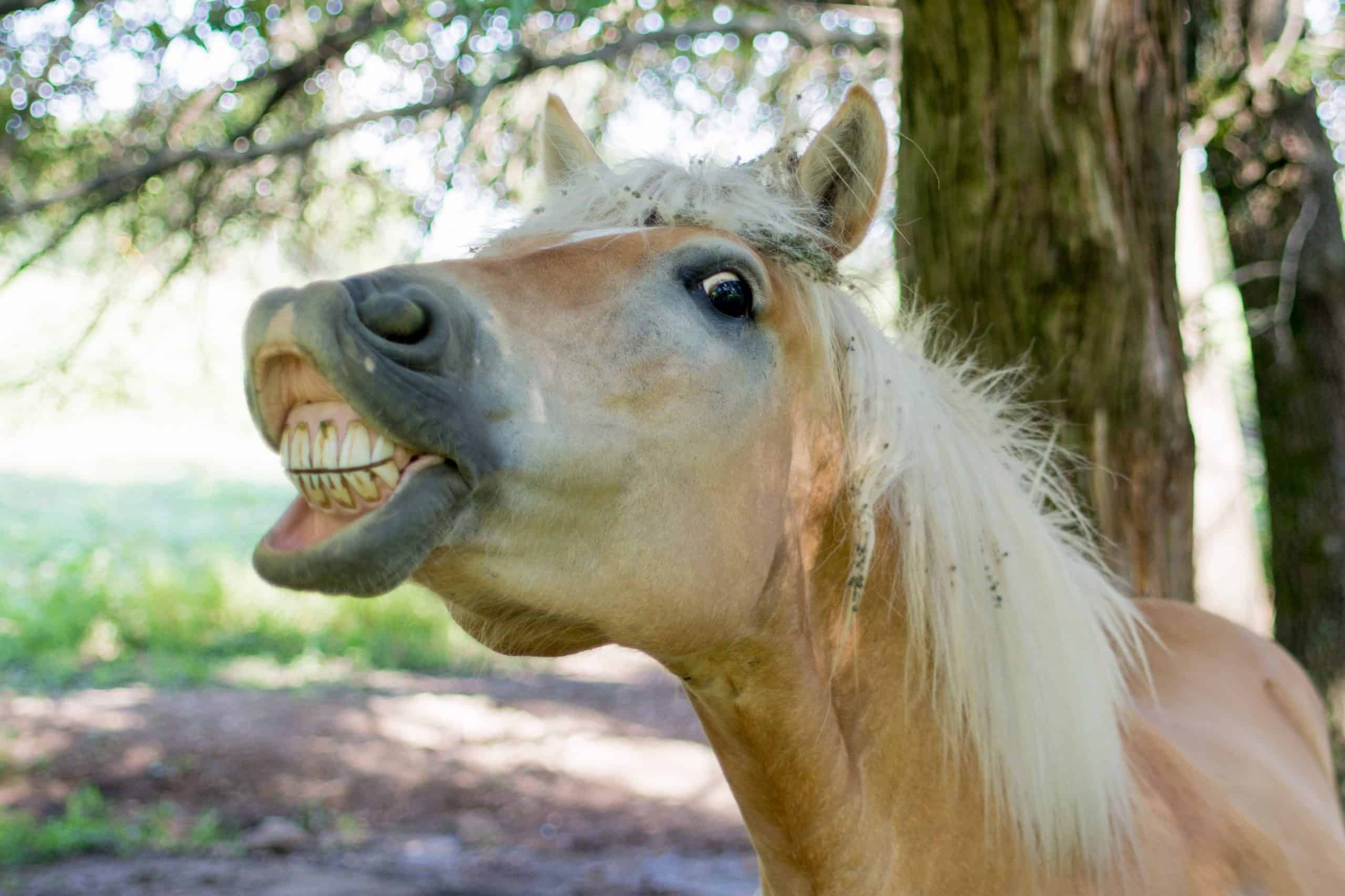 Common Reasons For Why A Horse Opens Its Mouth