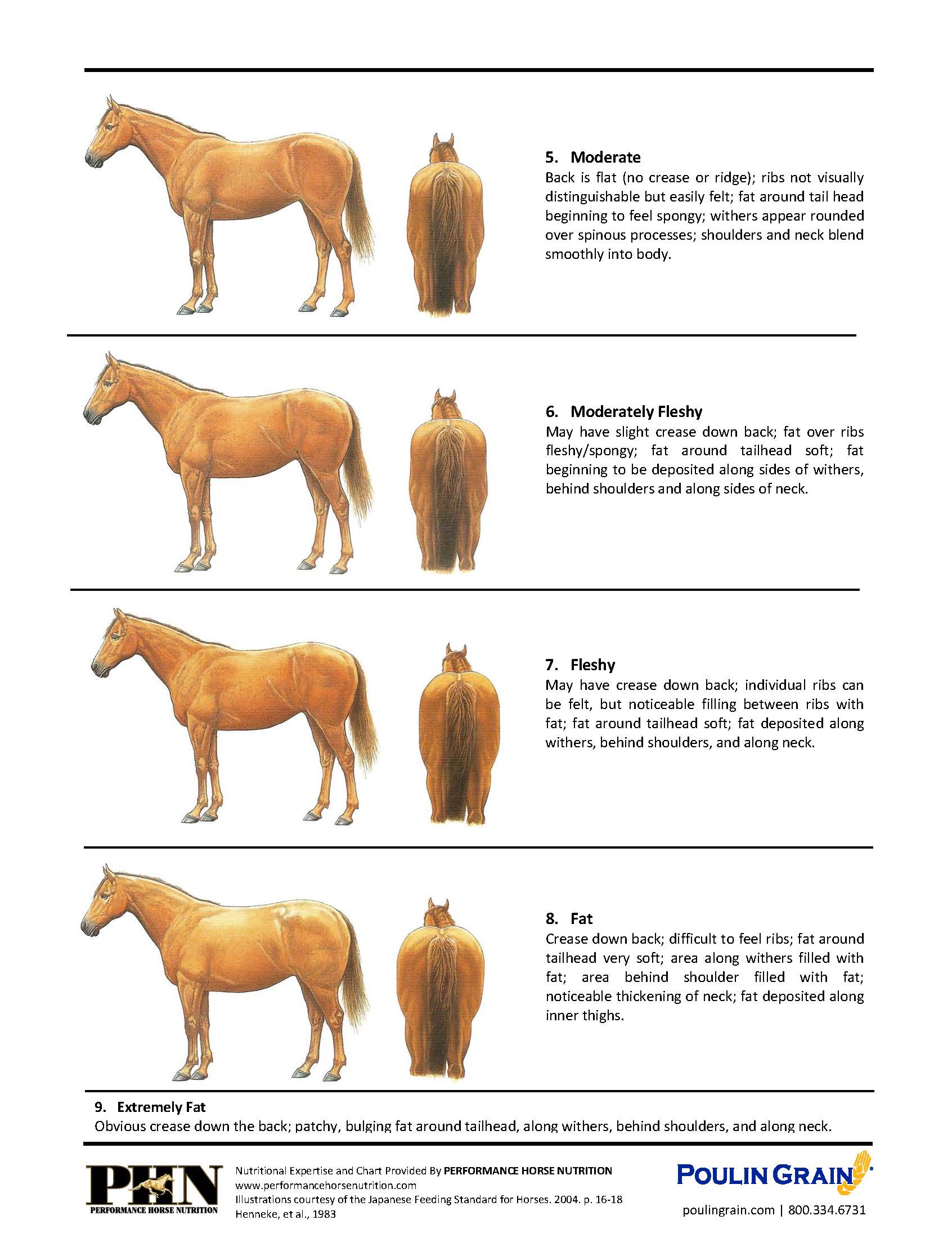 How To Tell If Your Horse Is Overweight: A Guide To Assessing Your ...