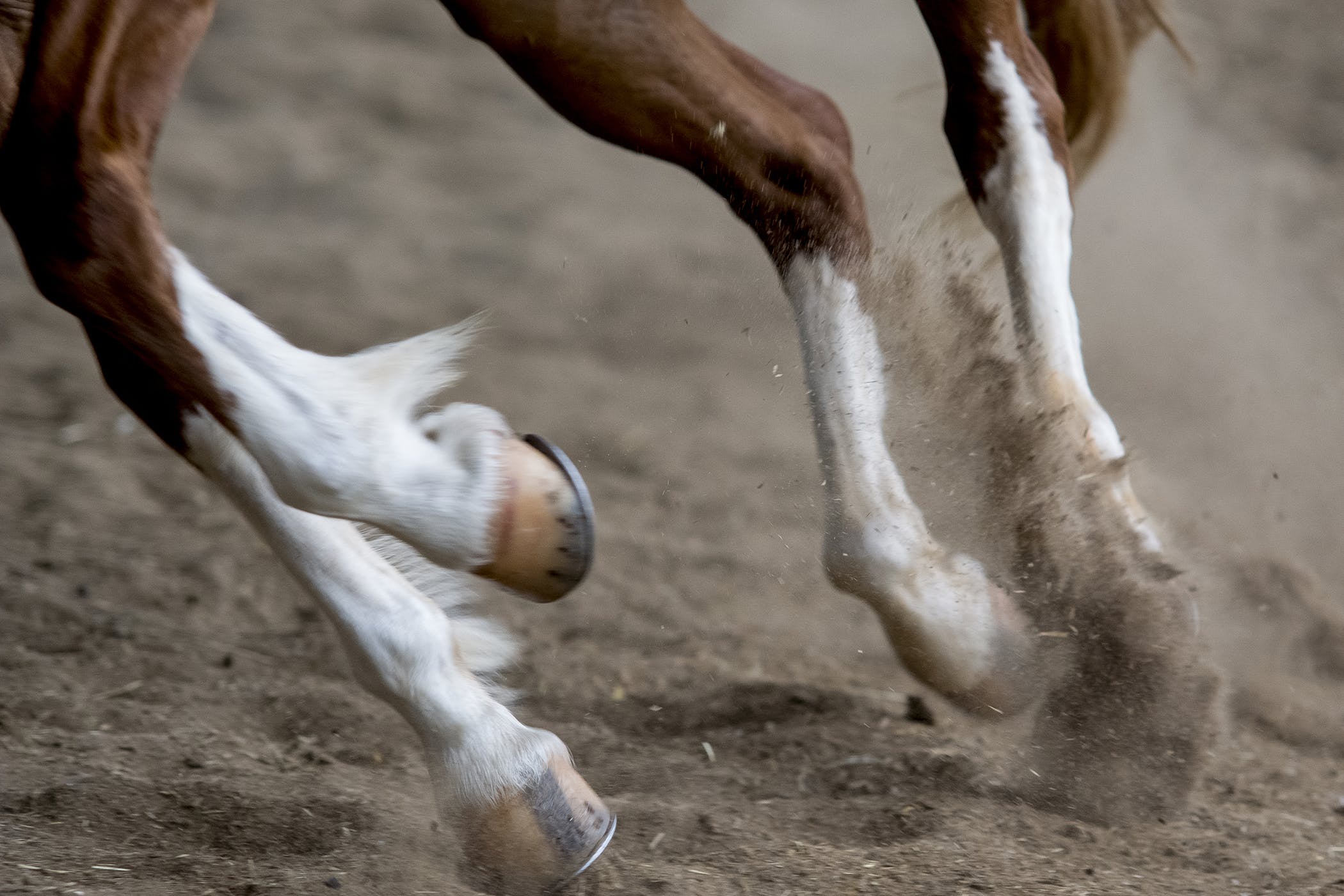 How to Get Rid of Wind Puffs on Horses: Proven Strategies for a 