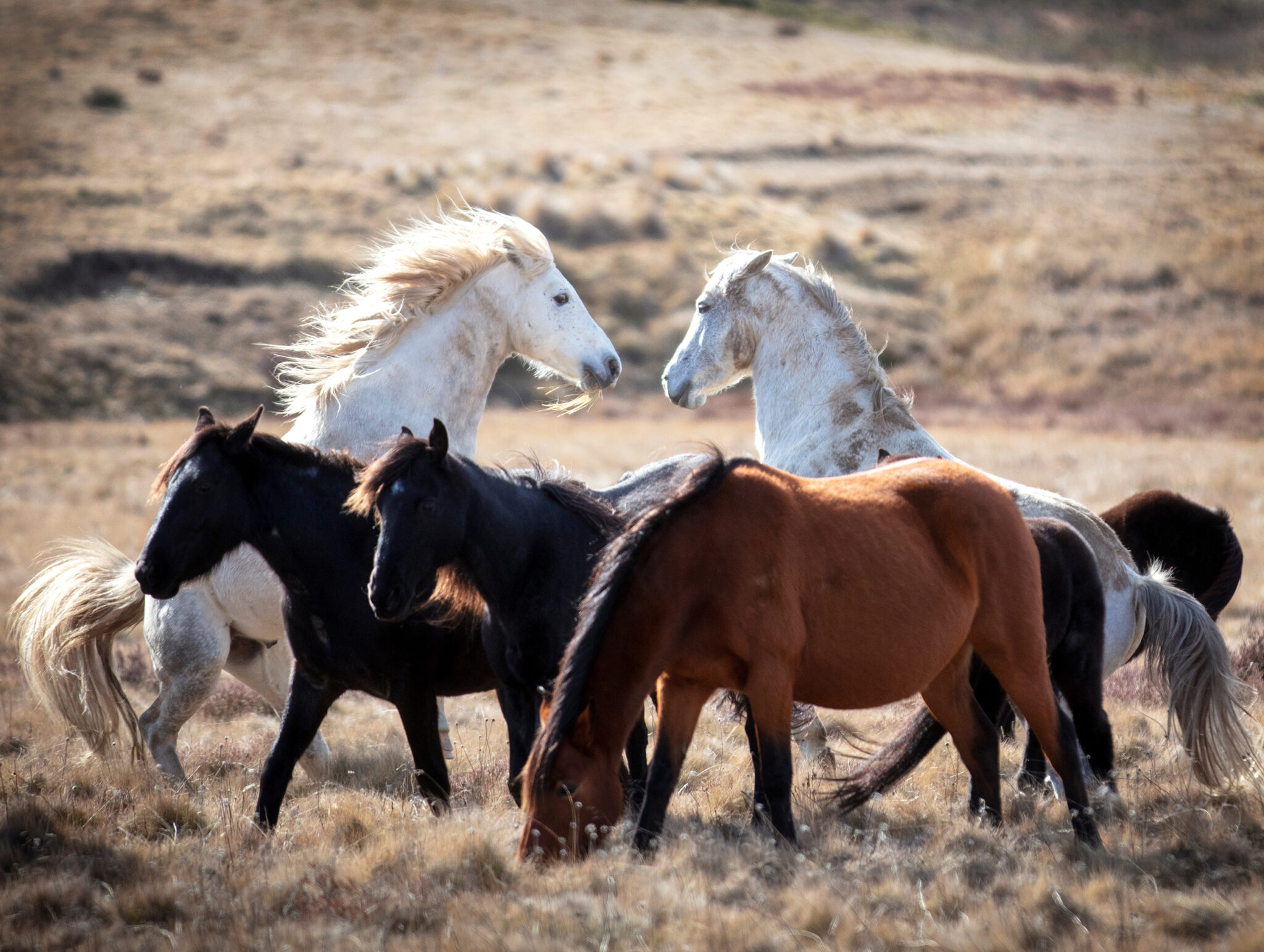 Different Breeds Of Brumby Horses