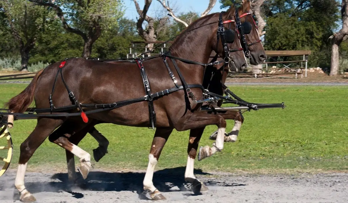 what-is-a-gaited-horse-learn-the-basics-of-these-unique-equines