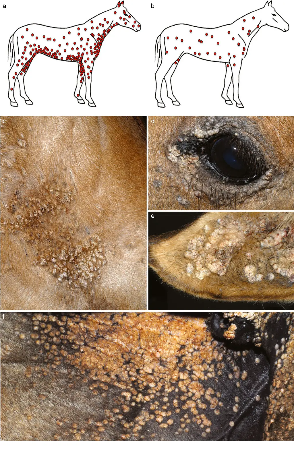 Diseases That Affect Horse Penis