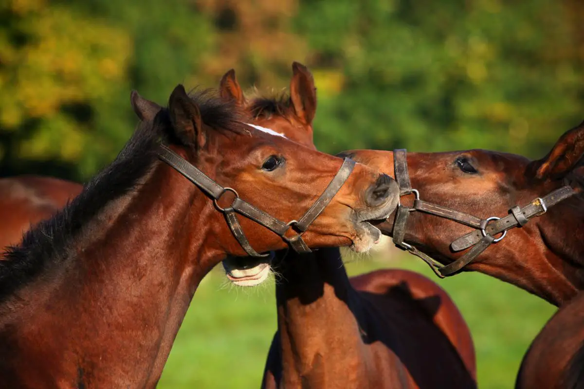 What Does Temperament Mean For A Horse: Understanding Equine Personality