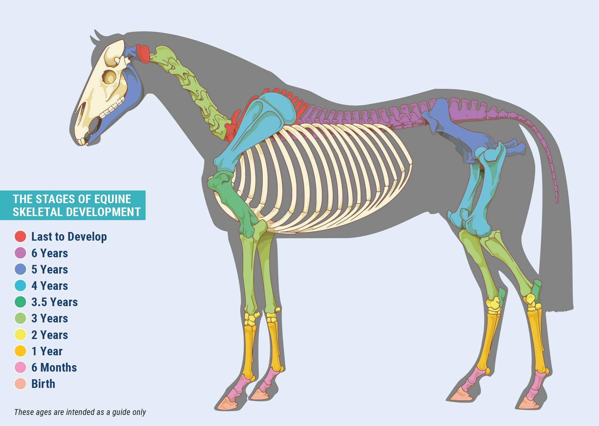 How Tall Is The Average Horse Height Guide with Size Chart