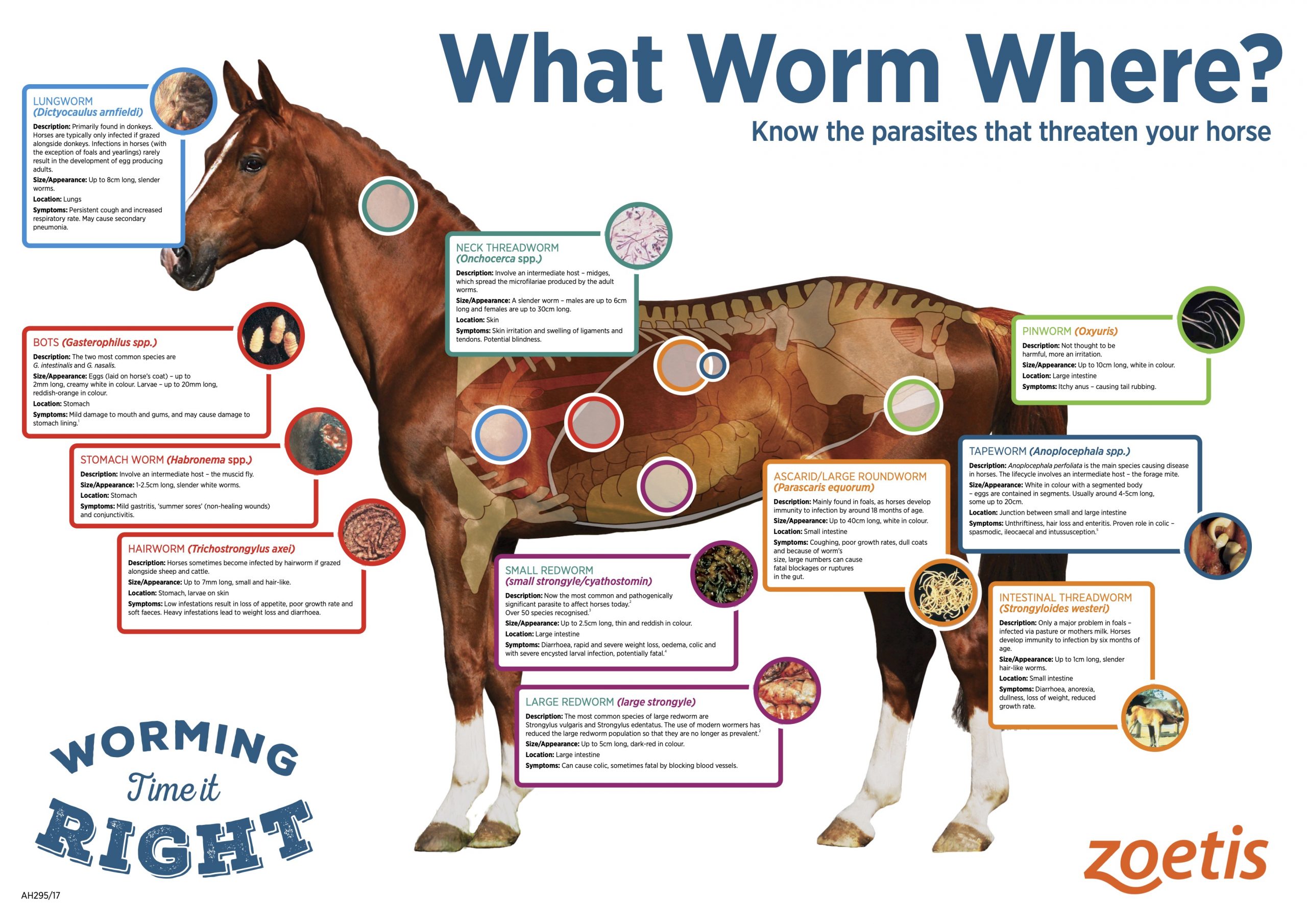 discover-how-much-you-should-expect-to-pay-for-horse-vet-bills