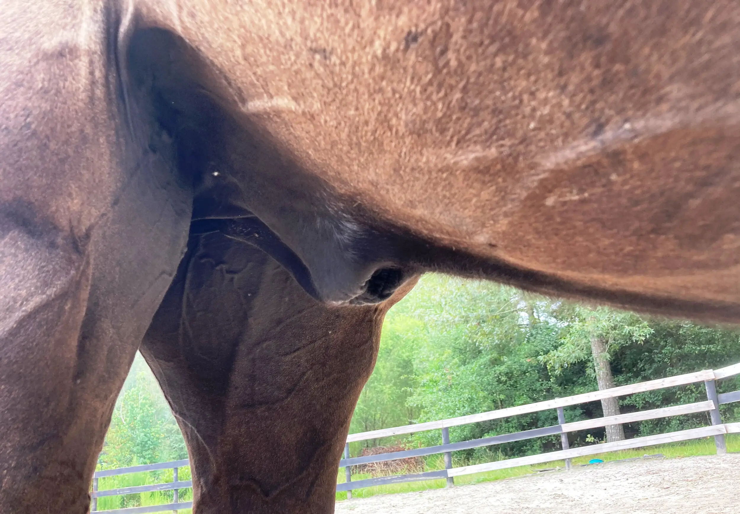 Function Of A Horse Penis