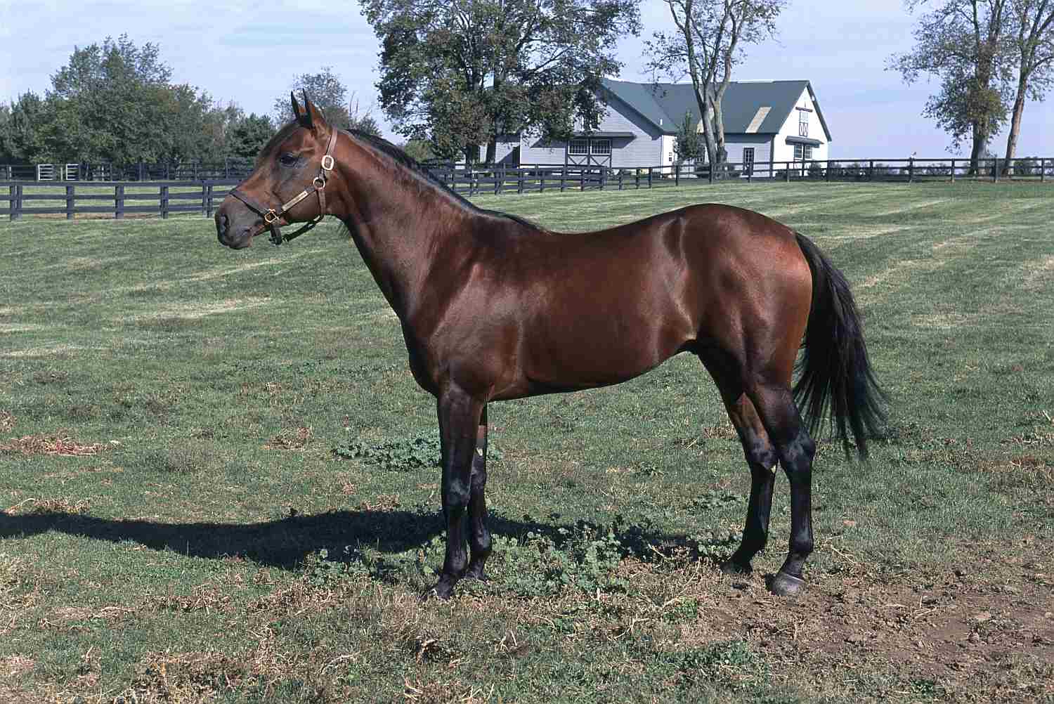 What Is A Gaited Horse: Understanding Smooth Gaits & Breeds