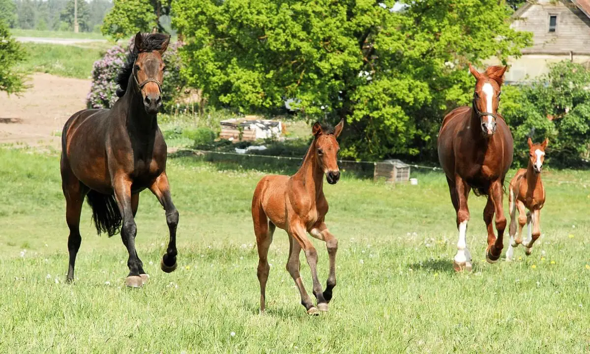 what-is-a-male-and-female-horse-called-discover-the-names-of-these