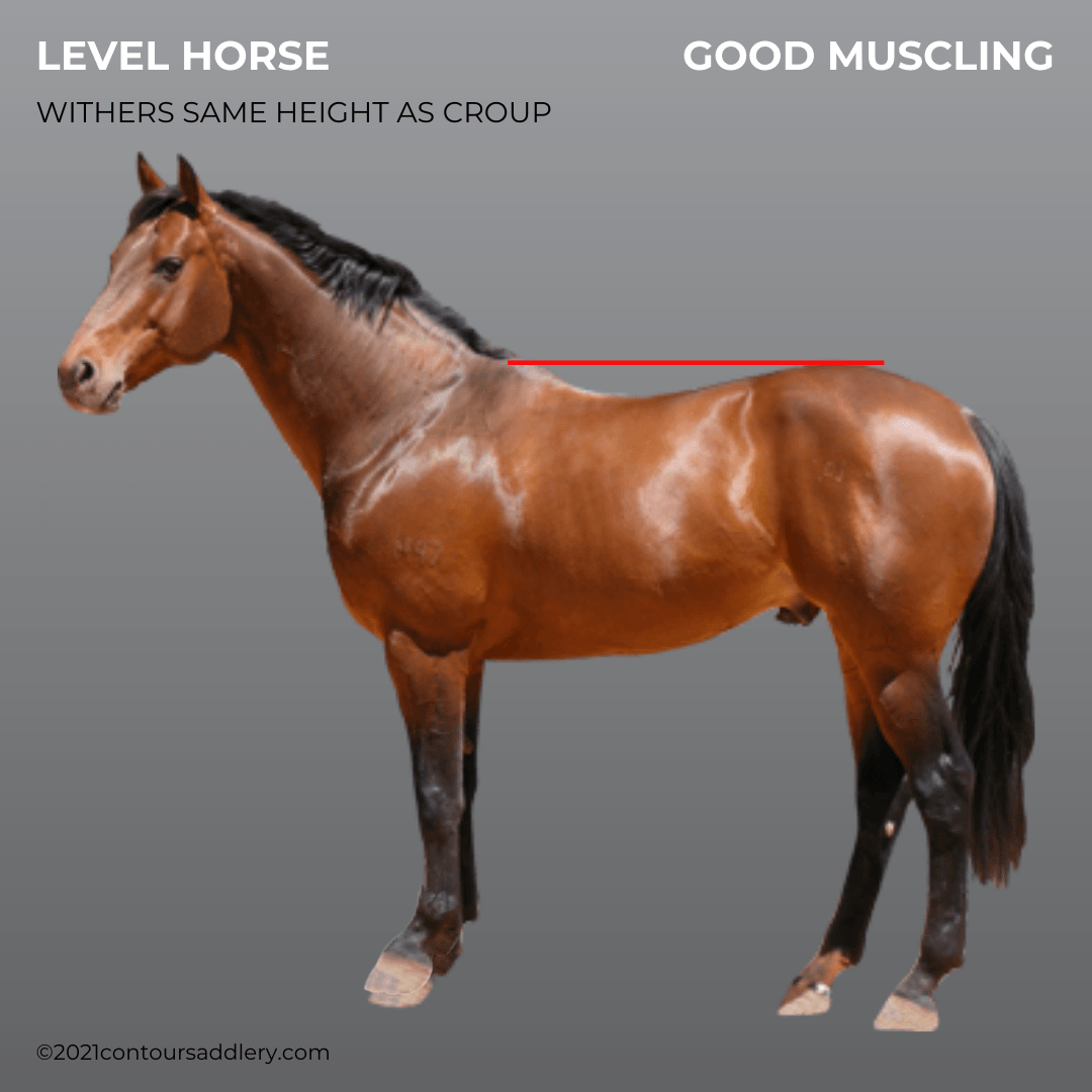 A Definitive Answer To The Question How Tall Is 20 Hands On A Horse a-definitive-answer-to-the-question-how-tall-is-20-hands-on-a-horse