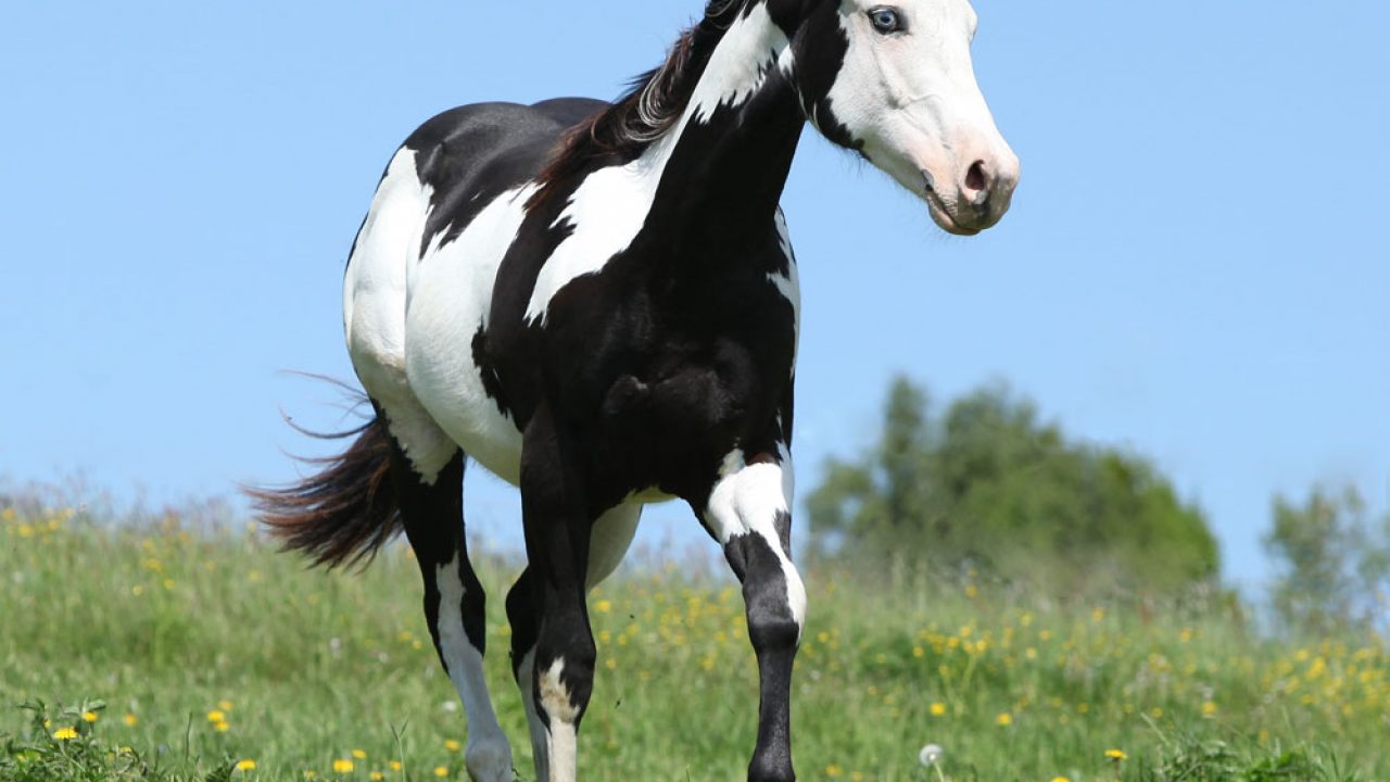 History Of Apha Horse