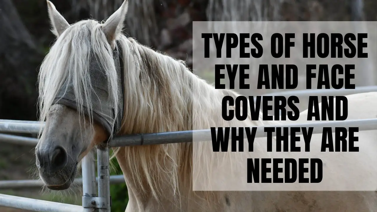 History Of Covering Horses' Eyes