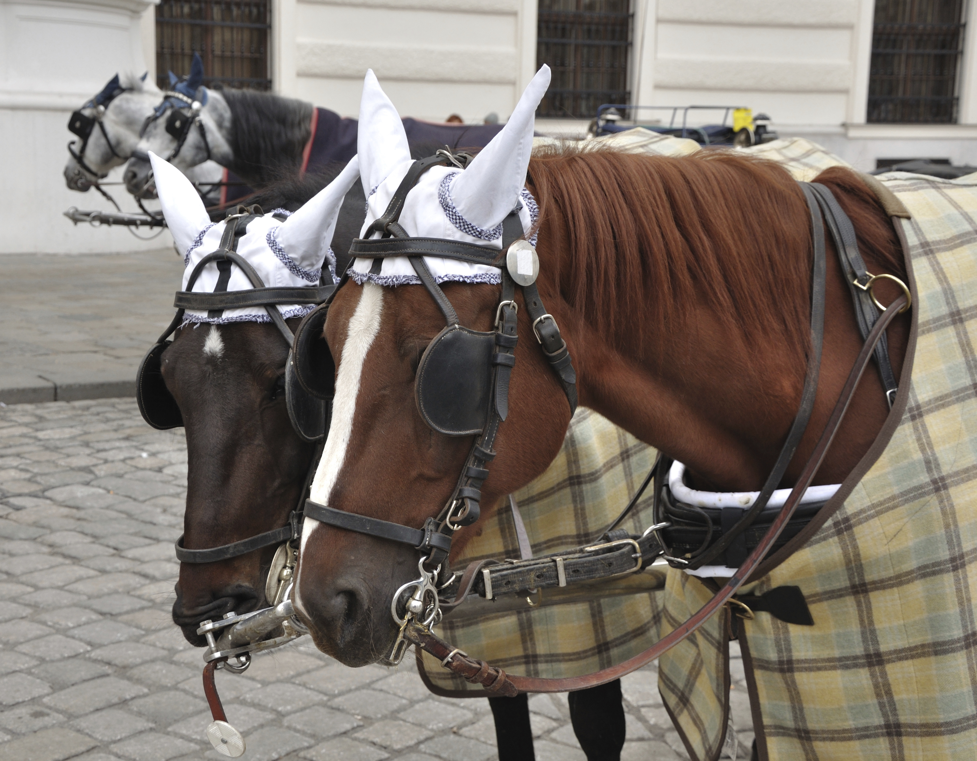 History Of Horse Blinders