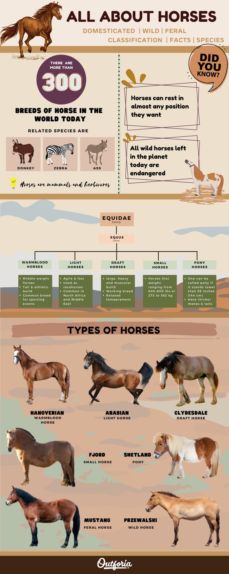 History Of Horse Breeds In The Olympic Games