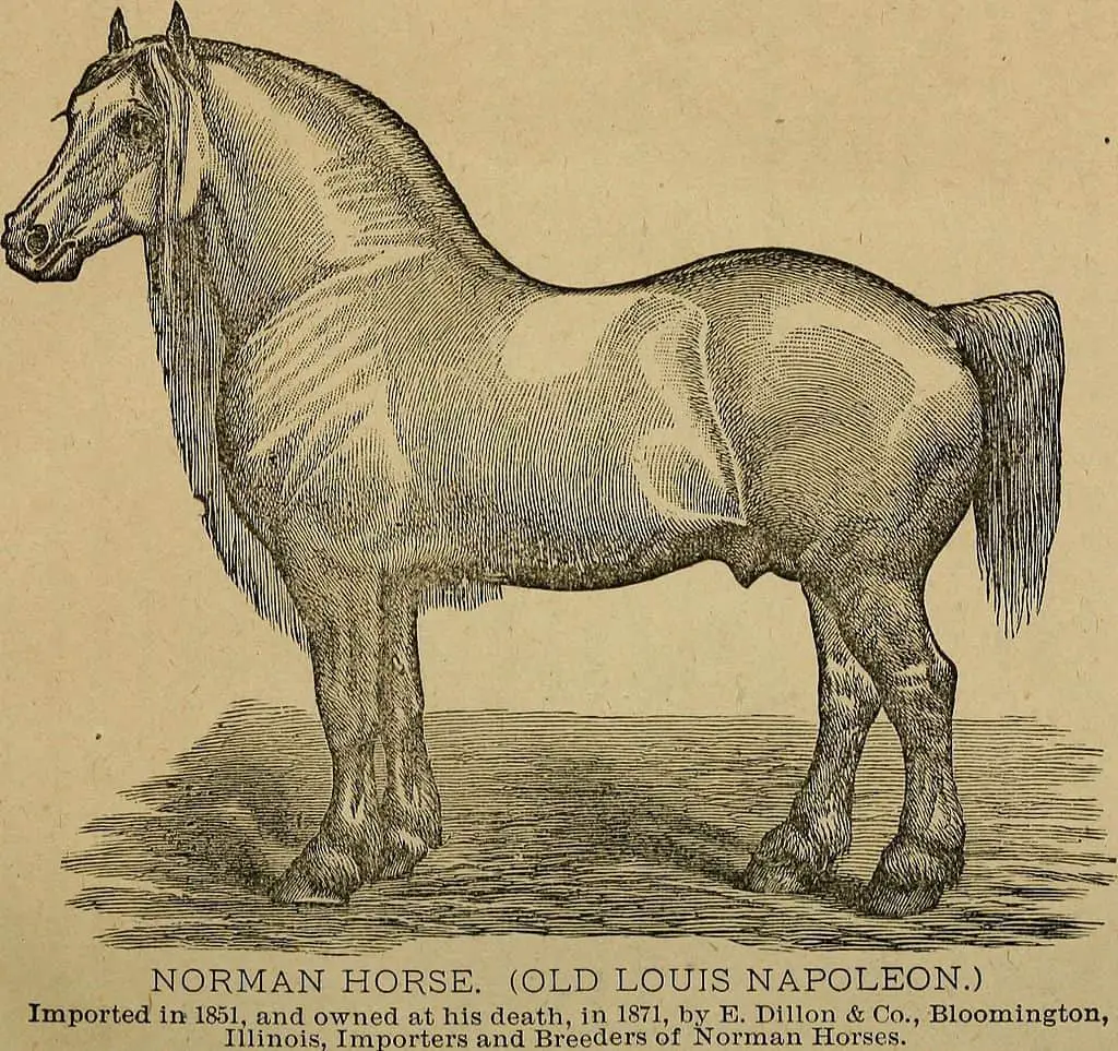 History Of Horseshoeing