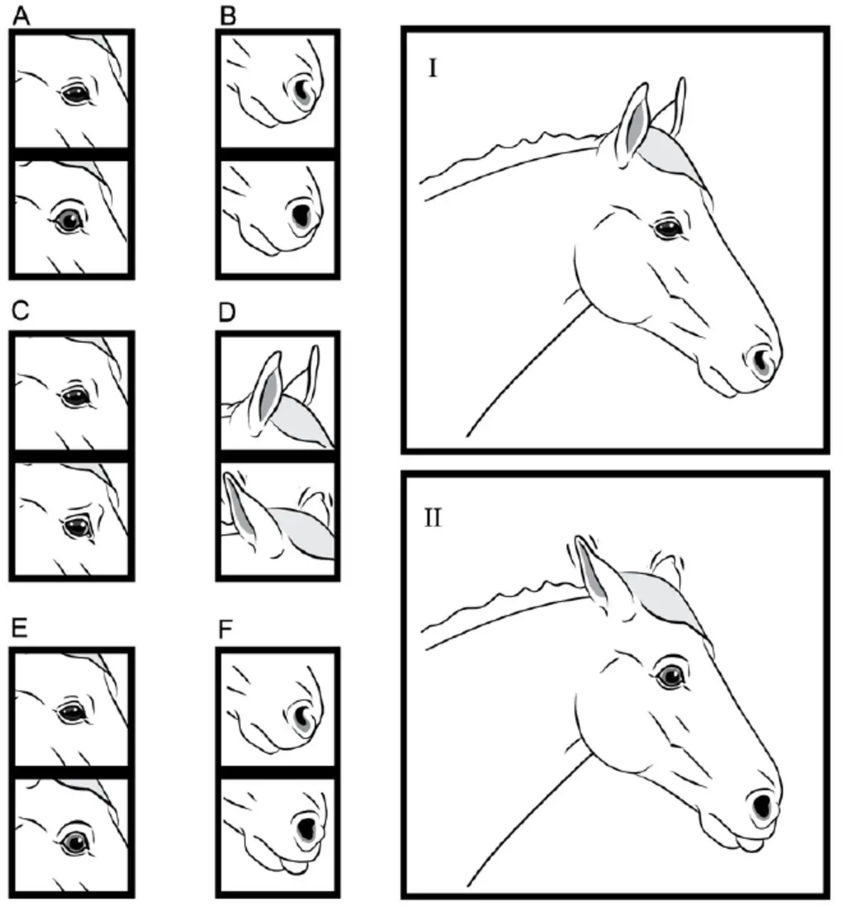 Unlock the Meaning Behind Horse Expressions: What They Really Mean