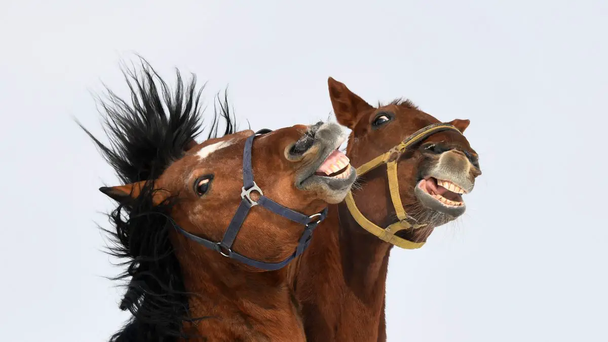 Horse Facial Expressions