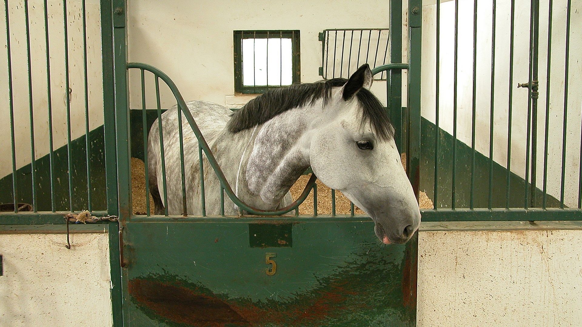 How Wide Should A Horse Stall Be