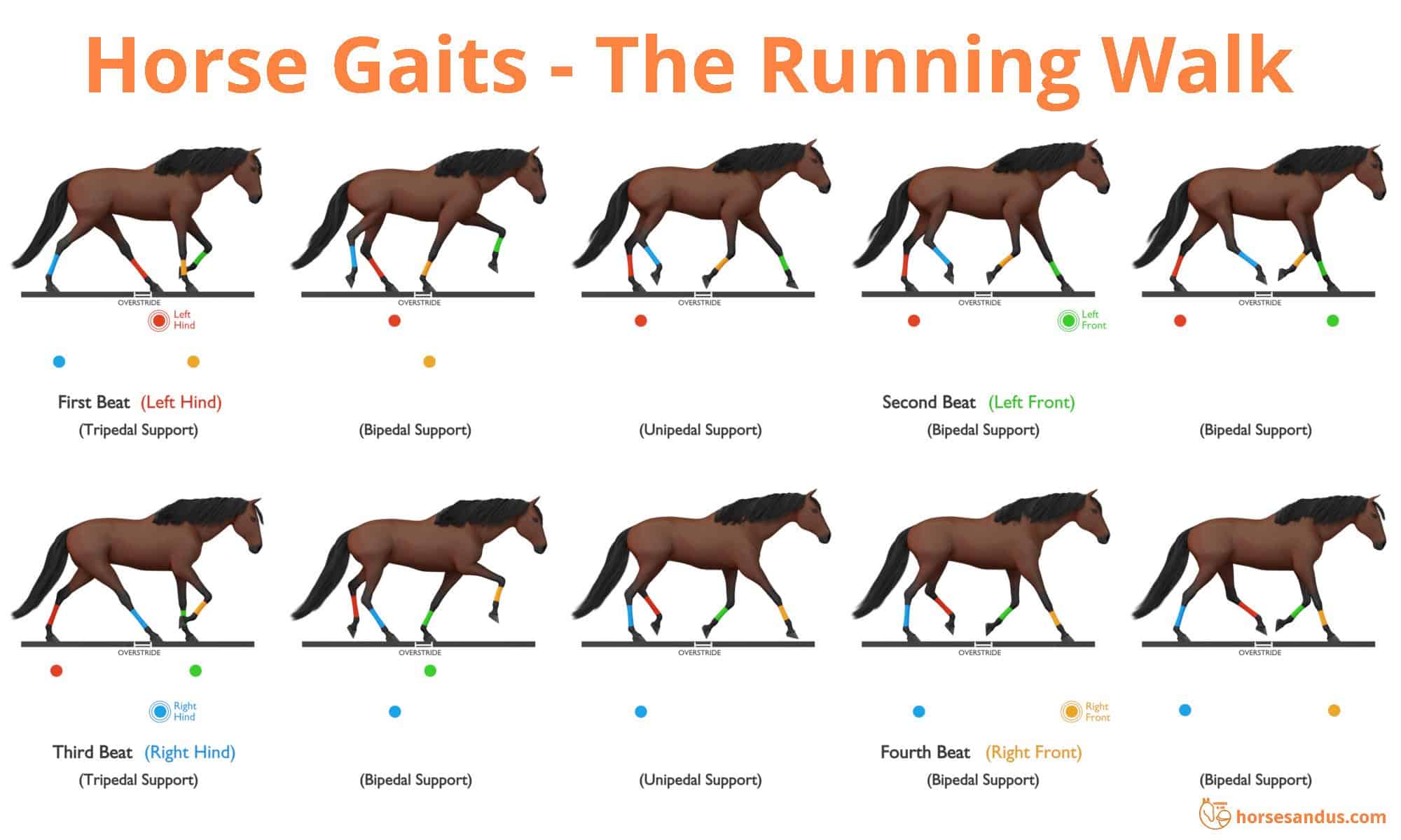 Discover the Lifespan of Tennessee Walking Horses: How Long Do They Live?