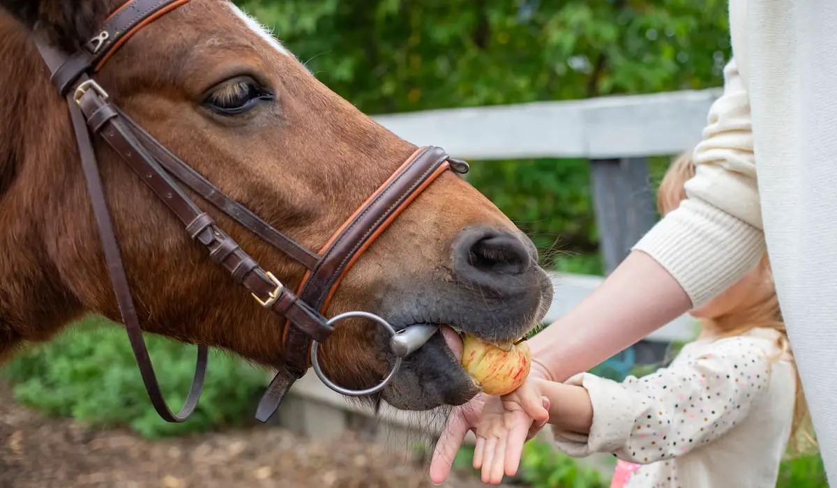 discover-how-many-apples-a-horse-can-safely-consume-each-day