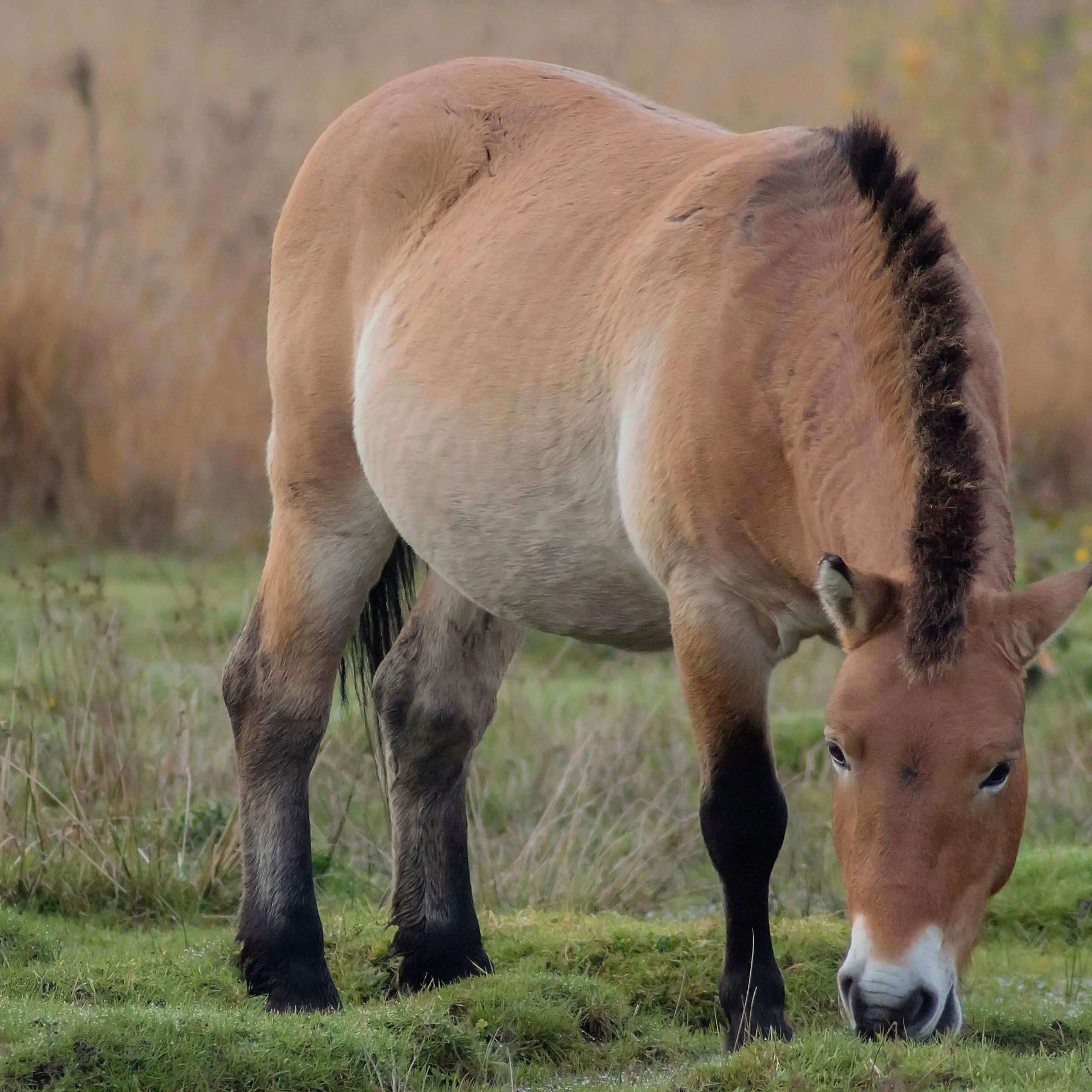 How Many Przewalski Horses Are Left on Earth? An Eye-Opening Look at the Endangered Species’ Numbers