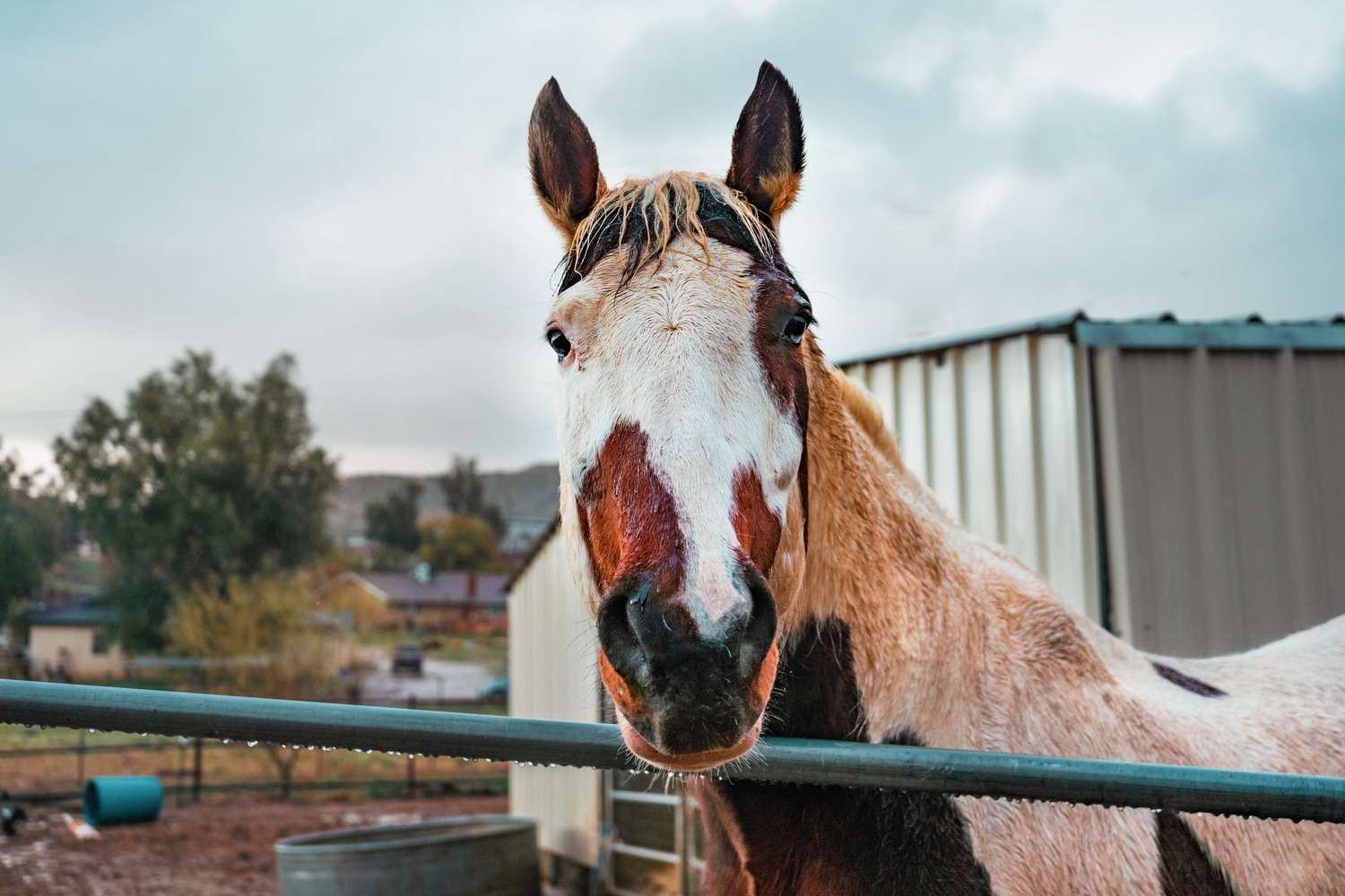 discover-the-cost-of-owning-a-thoroughbred-horse-how-much-do